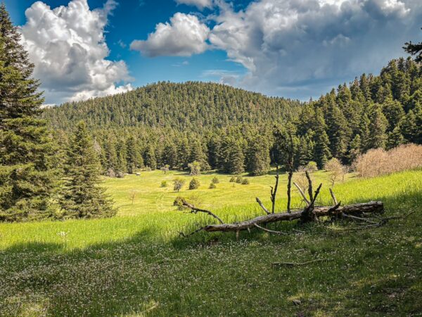 Vibrant green meadows dotted with wildflowers and dense pine trees under a blue sky with fluffy clouds in Elati, Menalon, Arcadia.