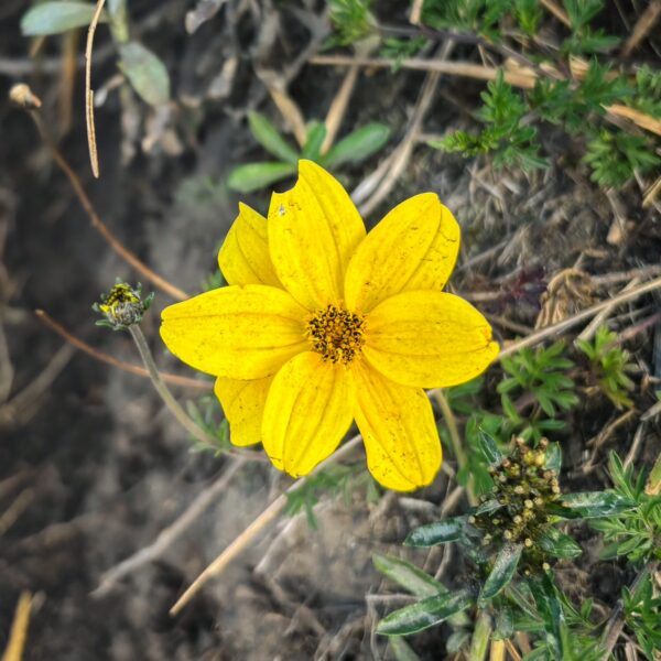 Bright yellow Bidens andicola flower blooms among green foliage at the base of Imbabura Volcano in Ecuador.