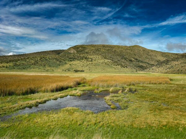 Lush green grasses and golden reeds surround a tranquil stream in Cotopaxi National Park, Ecuador, under a bright blue sky.