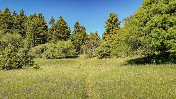 Lush green meadow with a winding path surrounded by dense trees in Lagadia, Arcadia, Greece, under a clear blue sky.