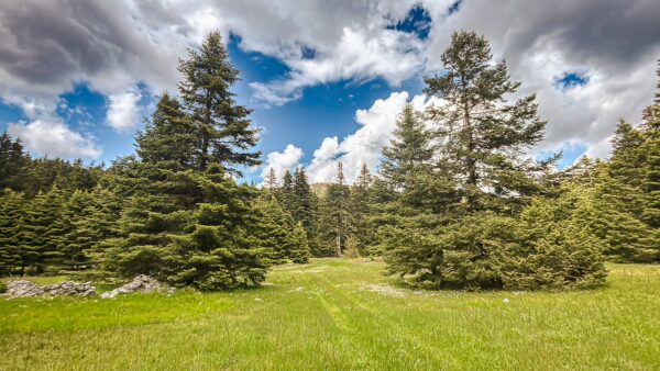 Lush green meadow framed by tall coniferous trees under a bright blue sky with fluffy clouds in Zygovisti, Elati Menalon, Arcadia, Greece.