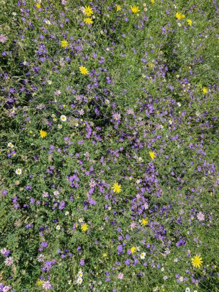 Vibrant wildflowers in purple and yellow bloom across a lush green field in Valtesiniko, Lagadia, Arcadia, Greece.