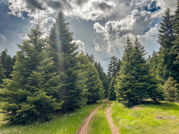 Lush green path through dense evergreen trees under a cloudy sky in Zygovisti, Elati, Menalon, Arcadia, Greece.