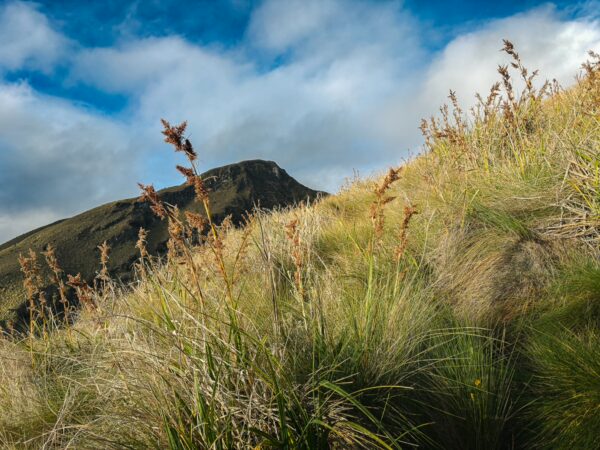 Lush grasses and wild plants frame the foreground, with the majestic Imbabura Volcano rising against a blue sky in Ecuador.