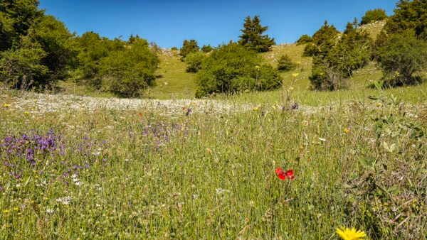 Vibrant wildflowers bloom in a lush green meadow, set against a clear blue sky in Lagadia, Arcadia, Greece.