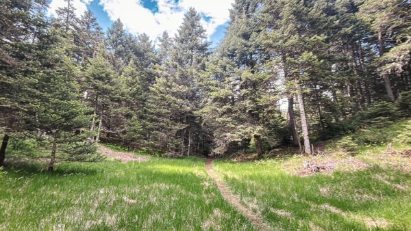 Lush green grass and tall evergreen trees create a tranquil path in Zygovisti, near Elati in Menalon, Arcadia, Greece.