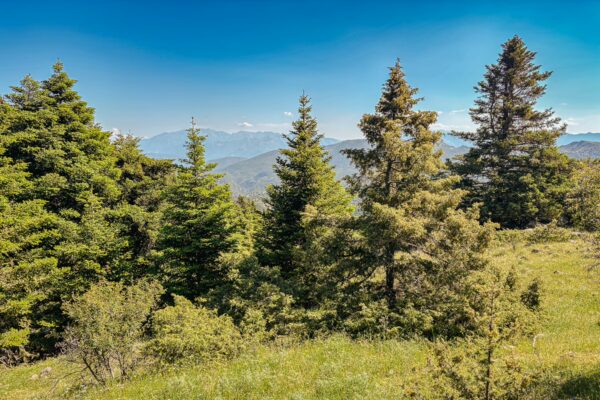 Lush green trees dot the landscape, with distant mountains under a clear blue sky in Lagadia, Arcadia, Greece.