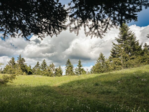 Lush green grass and towering trees under a blue sky with fluffy clouds, showcasing the tranquility of Zygovisti, Elati Menalon, Arcadia.