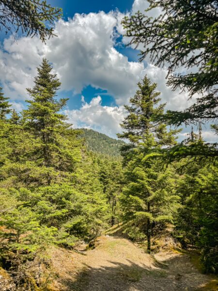 Lush green trees line a serene pathway under a bright blue sky with fluffy clouds in Valtesiniko, Arcadia, Greece.