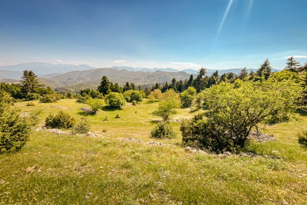 Lush greenery blends with distant mountains under a clear blue sky in Valtesiniko, Lagadia, Arcadia, Greece.