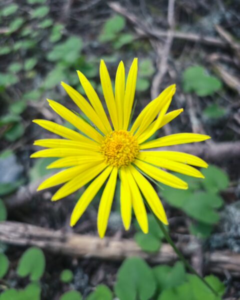 Bright yellow wildflower blooms amidst lush greenery in Elati, Menalon, Arcadia, Greece, capturing the area's natural beauty.