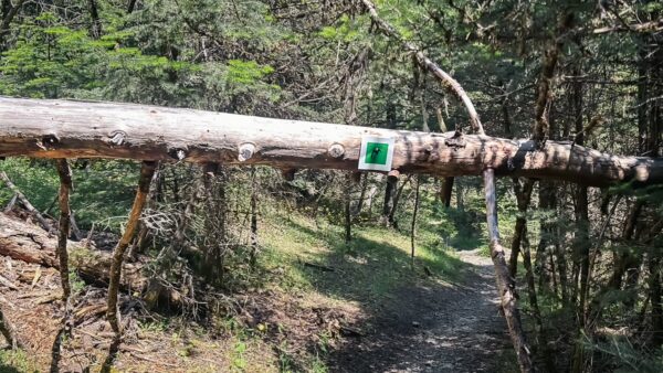 A fallen tree with a green trail marker spans a hiking path surrounded by lush greenery in Valtesiniko, Arcadia, Greece.