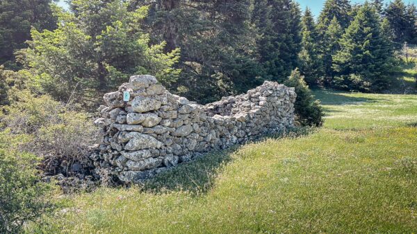 Ancient stone ruins covered in vibrant greenery, surrounded by lush grass and pine trees in Lagadia, Arcadia, Greece.