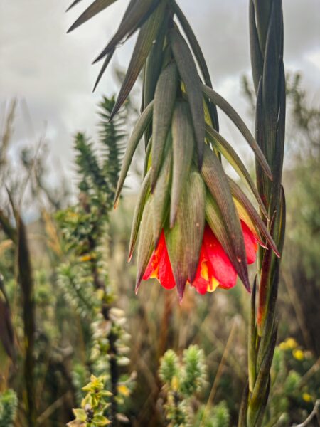 Vibrant red and yellow flowers hang from green foliage, set against the lush backdrop of Raminahui in Ecuador.