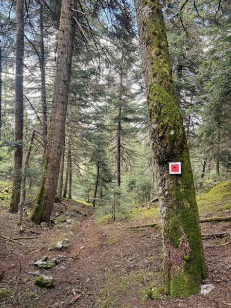 Lush green forest path in Zygovisti, Elati, featuring tall trees and a marked trail sign amidst a serene natural setting.