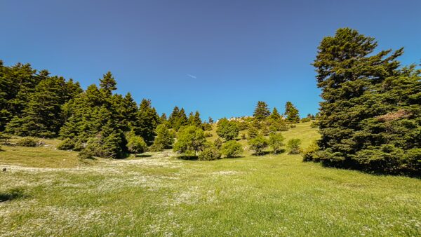 Lush green fields and coniferous trees under a clear blue sky near Lagadia, Arcadia, Greece showcase tranquil natural beauty.