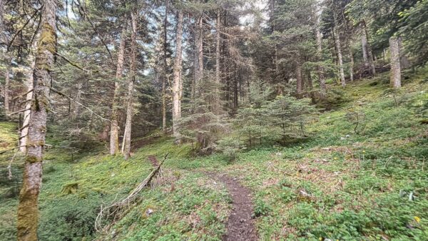 Lush green forest path winding through tall trees in Zygovisti, near Elati Menalon, Arcadia, Greece.
