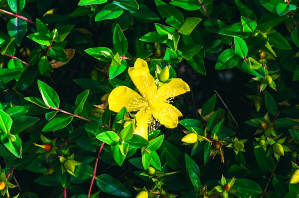 Bright yellow hypericum flower amid lush green foliage at Tulcán Cemetery in Ecuador, showcasing vibrant colors and natural beauty.