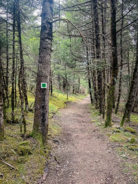 Meandering trail surrounded by lush green trees and mossy ground in Magouliana, Valtesiniko, Arcadia, Greece.
