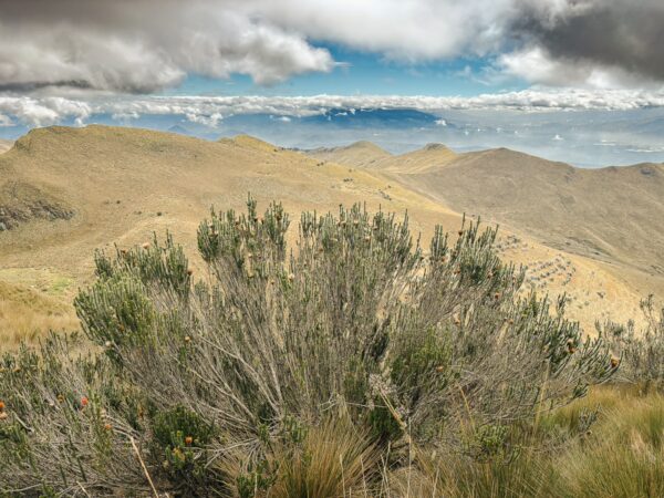 Lush shrubs contrast with the dry, rugged terrain of Pichincha Volcano in Ecuador under a cloudy sky.