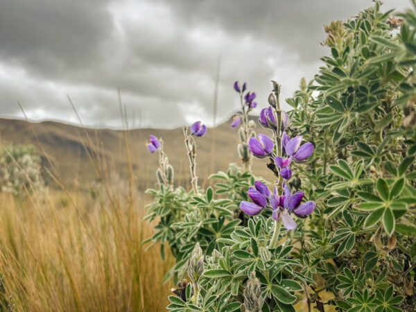 Vibrant purple flowers bloom amid green foliage against a backdrop of dramatic clouds in Ruminahui, Ecuador.
