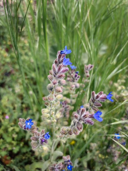 Vibrant blue flowers contrast against lush green grass in Zygovisti, Elati, Menalon, Arcadia, Greece.
