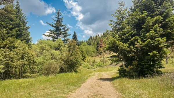Lush greenery and tall pine trees line the scenic path in Magouliana to Valtesiniko, creating a tranquil natural landscape in Arcadia, Greece.