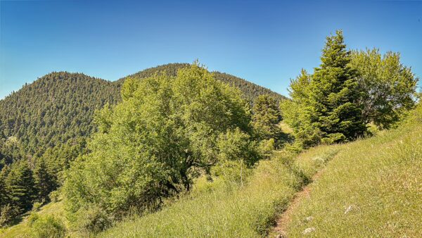 Lush greenery and rolling hills showcase the natural beauty of Valtesiniko to Lagadia in Arcadia, Greece.