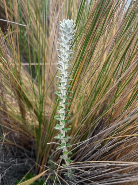 Raminahui volcano vegetation in Ecuador features a striking white plant amidst tall, golden grasses against a natural backdrop.
