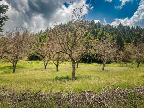 Blossoming trees in a lush green field surrounded by dense forest in Magouliana, Valtesiniko, Arcadia, Greece.