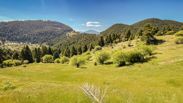 Lush green hills and scattered trees stretch across the serene landscape of Valtesiniko, near Lagadia in Arcadia, Greece.