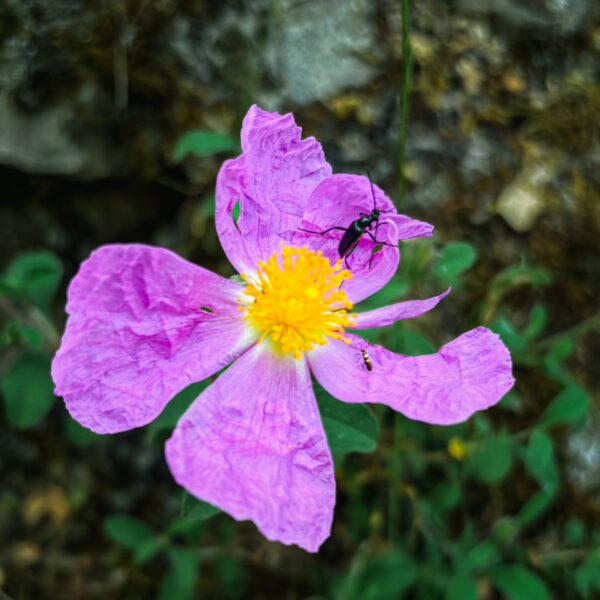 Vibrant purple flower with a yellow center, accompanied by small insects, set against a natural backdrop in Nymfasia, Arcadia, Greece.