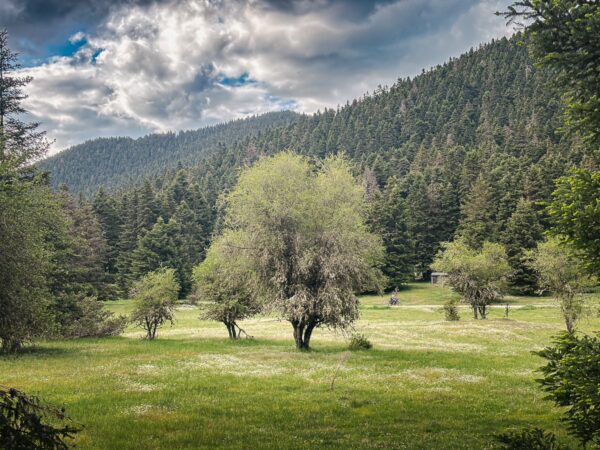 Lush green meadows with scattered olive trees under a dramatic sky in Zygovisti, near Elati, Menalon, Arcadia, Greece.