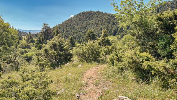 Lush greenery lines a winding path through the hills of Lagadia, Arcadia, Greece, under a clear blue sky.
