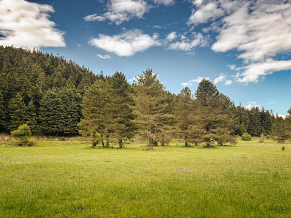 Lush green meadow with clusters of tall trees under a blue sky and fluffy clouds in Zygovisti, Elati Menalon, Arcadia, Greece.