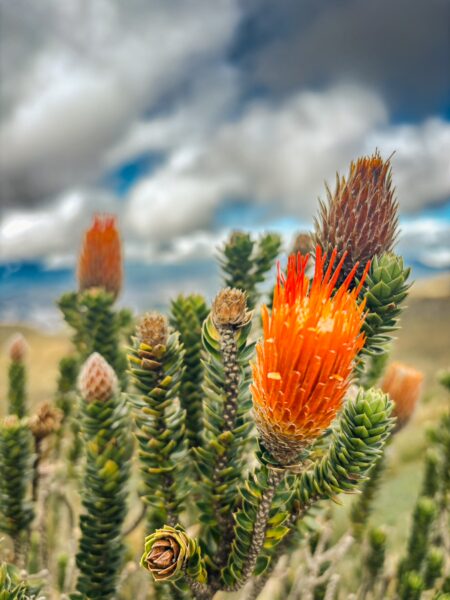 Vibrant orange chuquiraga flowers bloom against a backdrop of rolling hills and dramatic skies in Pichincha, Ecuador.
