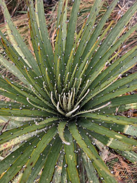 Spiky green plant with elongated leaves and water droplets, set against the background of Imbabura Volcano, Ecuador.