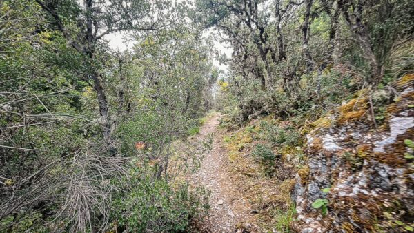 Lush greenery lines a winding trail in Vytina, leading towards Nymfasia in Arcadia, Greece, amidst a serene forest landscape.