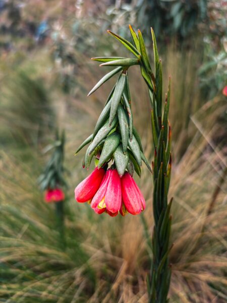 Vibrant red flowers with green leaves bloom against a blurred backdrop of lush vegetation near Imbabura Volcano, Ecuador.