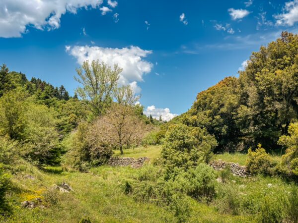 Vibrant greenery and blooming trees in the tranquil landscape of Magouliana to Valtesiniko, Arcadia, Greece. Bright blue sky overhead.