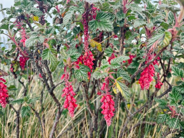 Vibrant red flowers hang from a flowering bush, set against the backdrop of Pichincha Volcano, Ecuador.