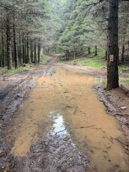 Muddy forest trail reflecting greenery in Zygovisti, Elati Menalon, Arcadia, Greece, surrounded by tall pine trees.