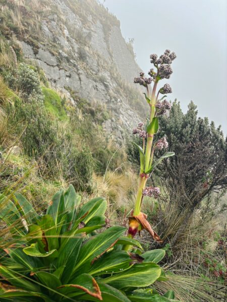 Blooming plant with purple flowers and lush green foliage against the misty backdrop of Imbabura Volcano, Ecuador.