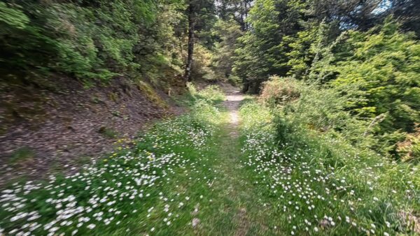 Lush greenery lines a narrow trail dotted with wildflowers, showcasing the natural beauty of Magouliana to Valtesiniko in Arcadia, Greece.