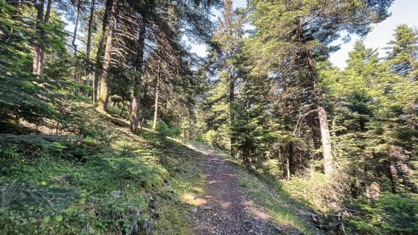 Lush green forest path through tall trees in Valtesiniko, leading towards Lagadia, Arcadia, Greece.