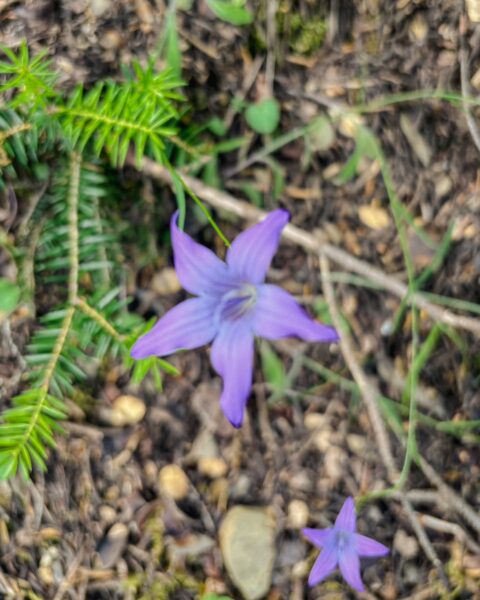 Vibrant purple flowers bloom amid green foliage in the natural landscape of Vytina to Nymfasia, Arcadia, Greece.