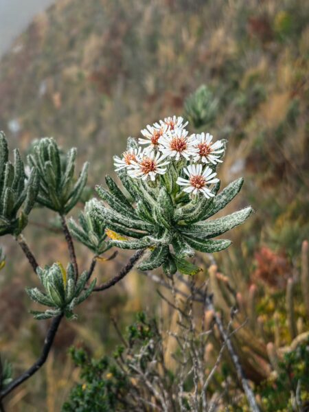 Delicate white flowers of Diplostephium ericoides bloom amidst lush greenery at Imbabura Volcano, Ecuador.