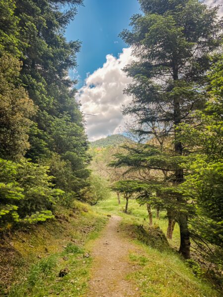 Lush green pathway surrounded by tall conifer trees, leading toward gently rolling hills in Magouliana to Valtesiniko, Arcadia, Greece.