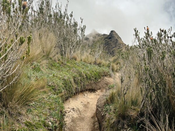 Lush green pathways weave through tall grasses and shrubs, leading towards the misty summit of Pichincha Volcano in Ecuador.