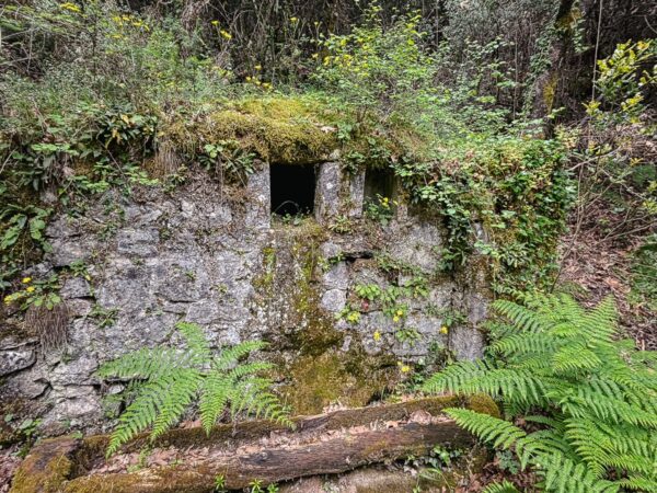 Moss-covered stone structure with a small opening, surrounded by lush ferns and greenery in Vytina, Arcadia, Greece.